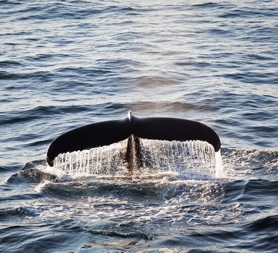 Antarktis-Express: Südwärts per Flug, nordwärts per Schiff © Drei Inseln der Arktis
